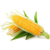 Organic Sweet Corn